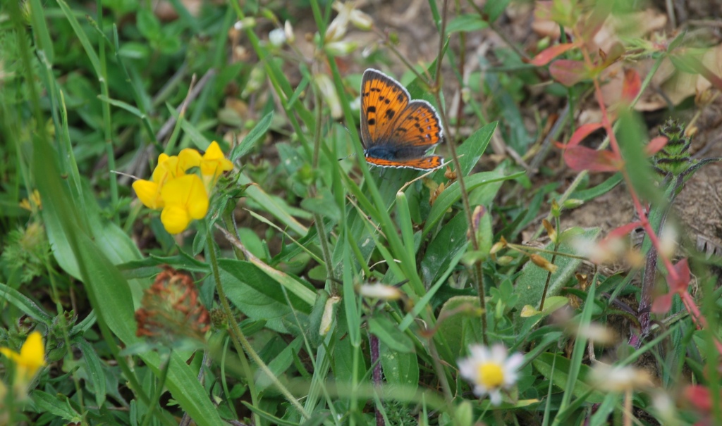 Lycenidae da id